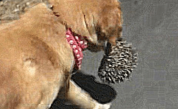 Chó Golden tha về “vật lạ” khiến chủ giật mình hoảng hốt