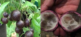 Vụ 11 trẻ ngộ độc hồng trâu tại Hà Giang, tuyệt đối không ăn quả lạ trong rừng