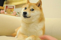 Chuyện cảm động về cuộc đời chú chó Shiba nổi nhất mạng xã hội vừa qua đời