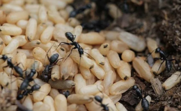 Trứng kiến có chứa độc tố không?