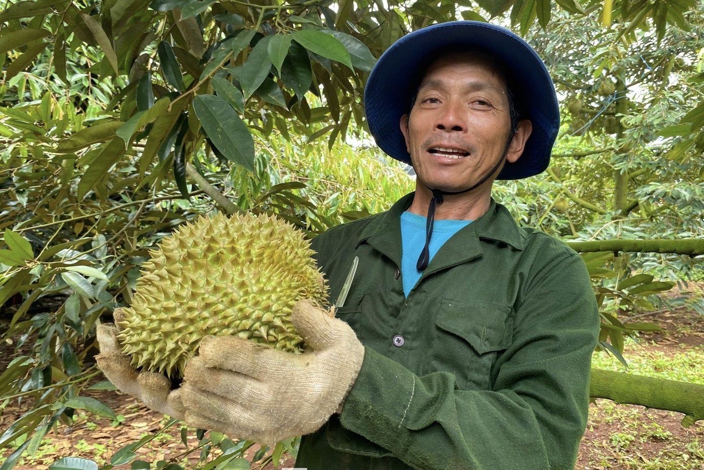 Buôn sầu riêng nhanh giàu nhưng dễ 'bay' sổ đỏ