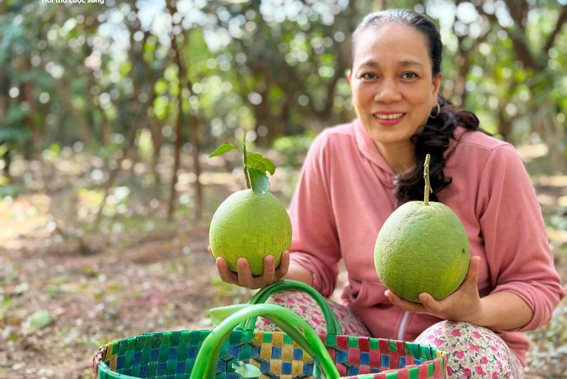 Đặc sản ‘tiến vua’ được mùa được giá, dân đếm cây thu tiền triệu