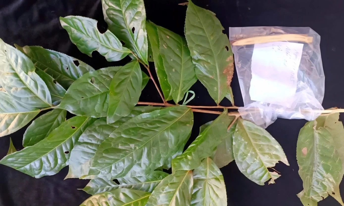 Phát hiện giống chè rừng tại Huế trùng gene với chè cổ thụ quý hiếm