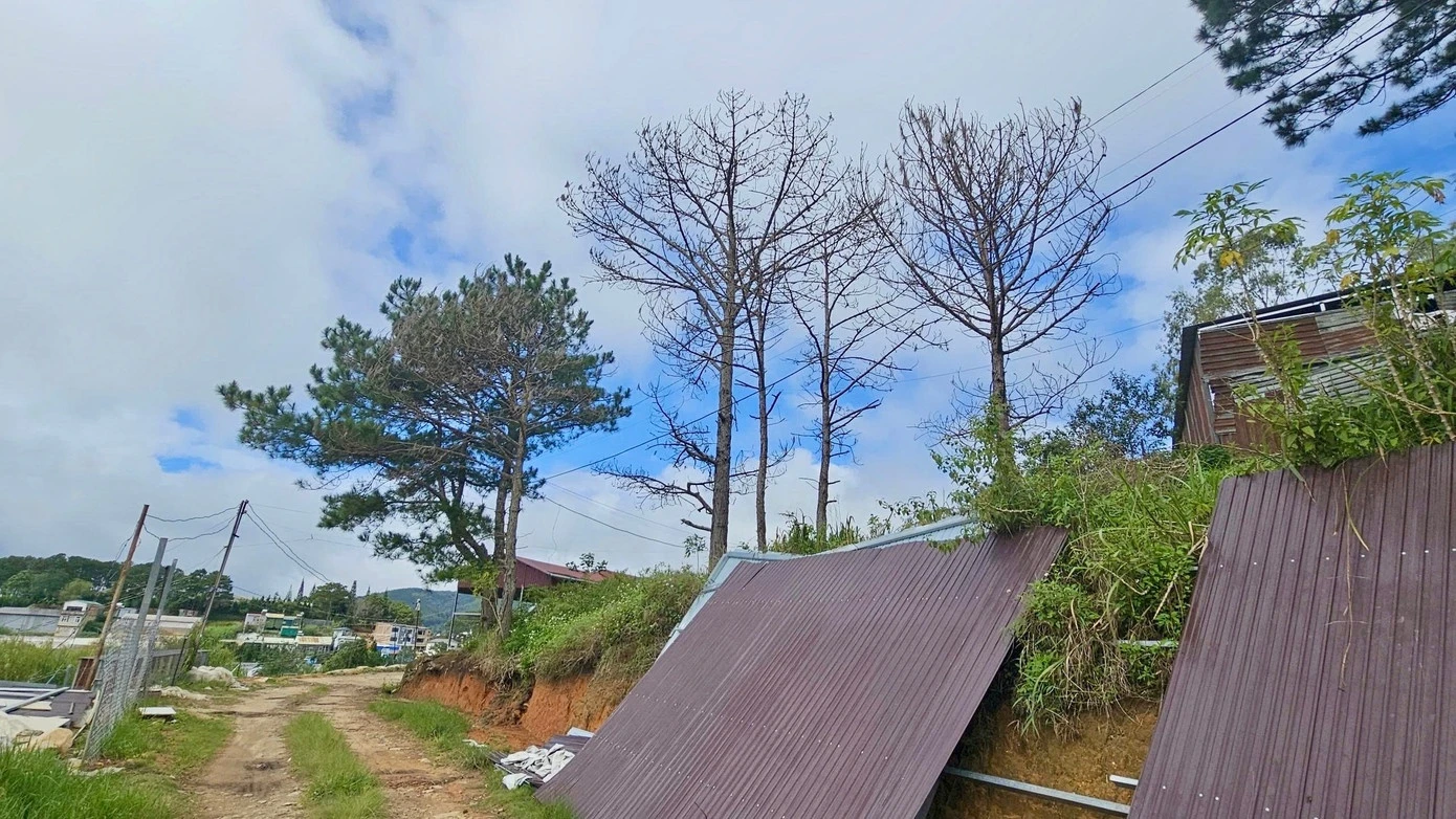Tin mới vụ nhiều thông cổ thụ chết khô bất thường ở Đà Lạt