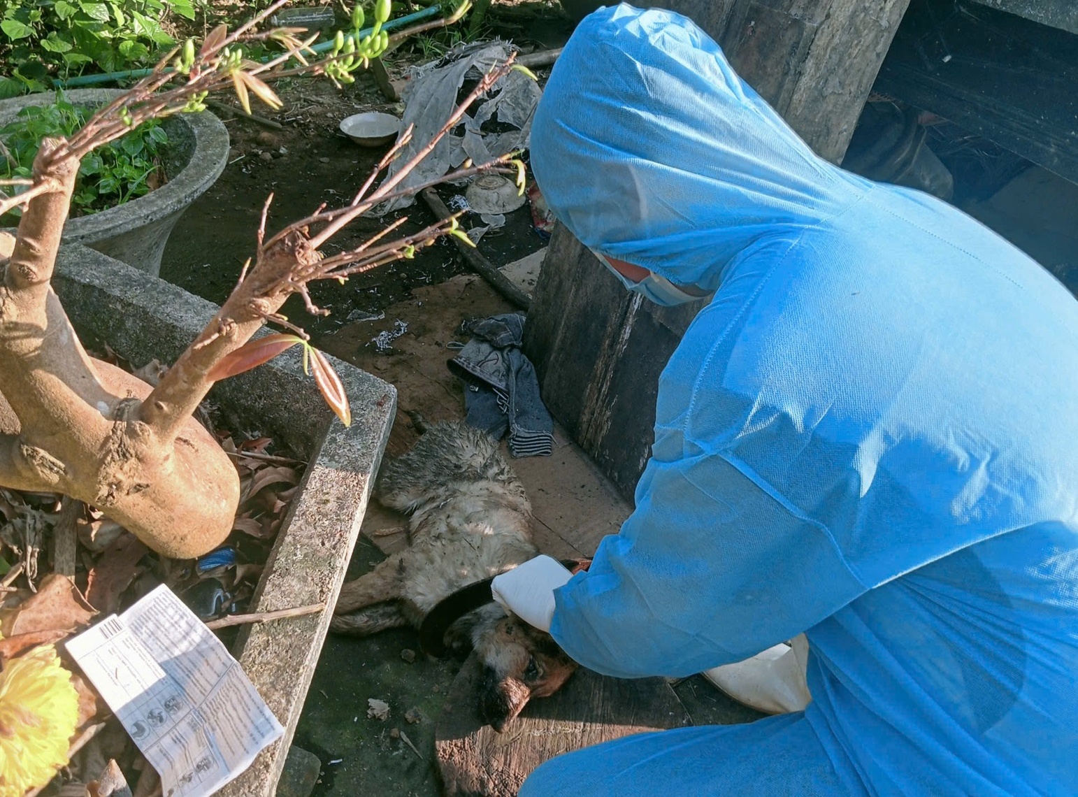 6 người ở Đà Nẵng bị chó dại cắn