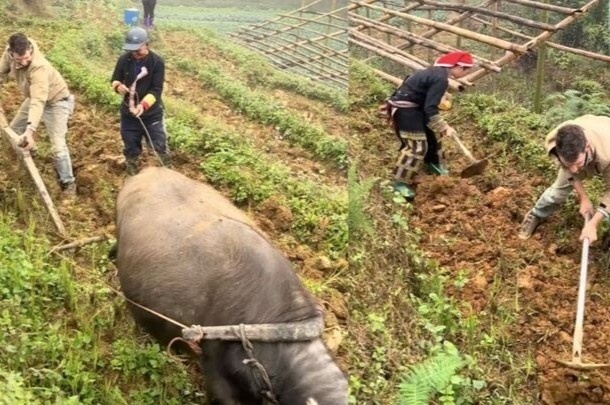 Clip khách Tây đi cày ở Lào Cai gây sốt