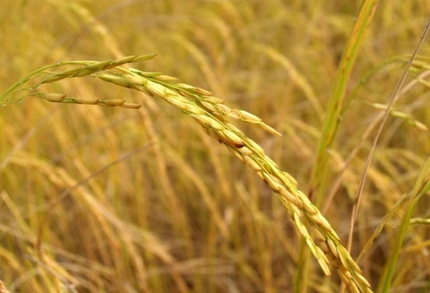 'Lúa chín không cúi đầu' gây tranh cãi do đâu?